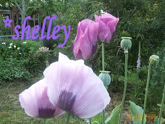 Tazzy Purple Poppy Som Seeds 2000+ *Shelley aka PoppyQueen👑