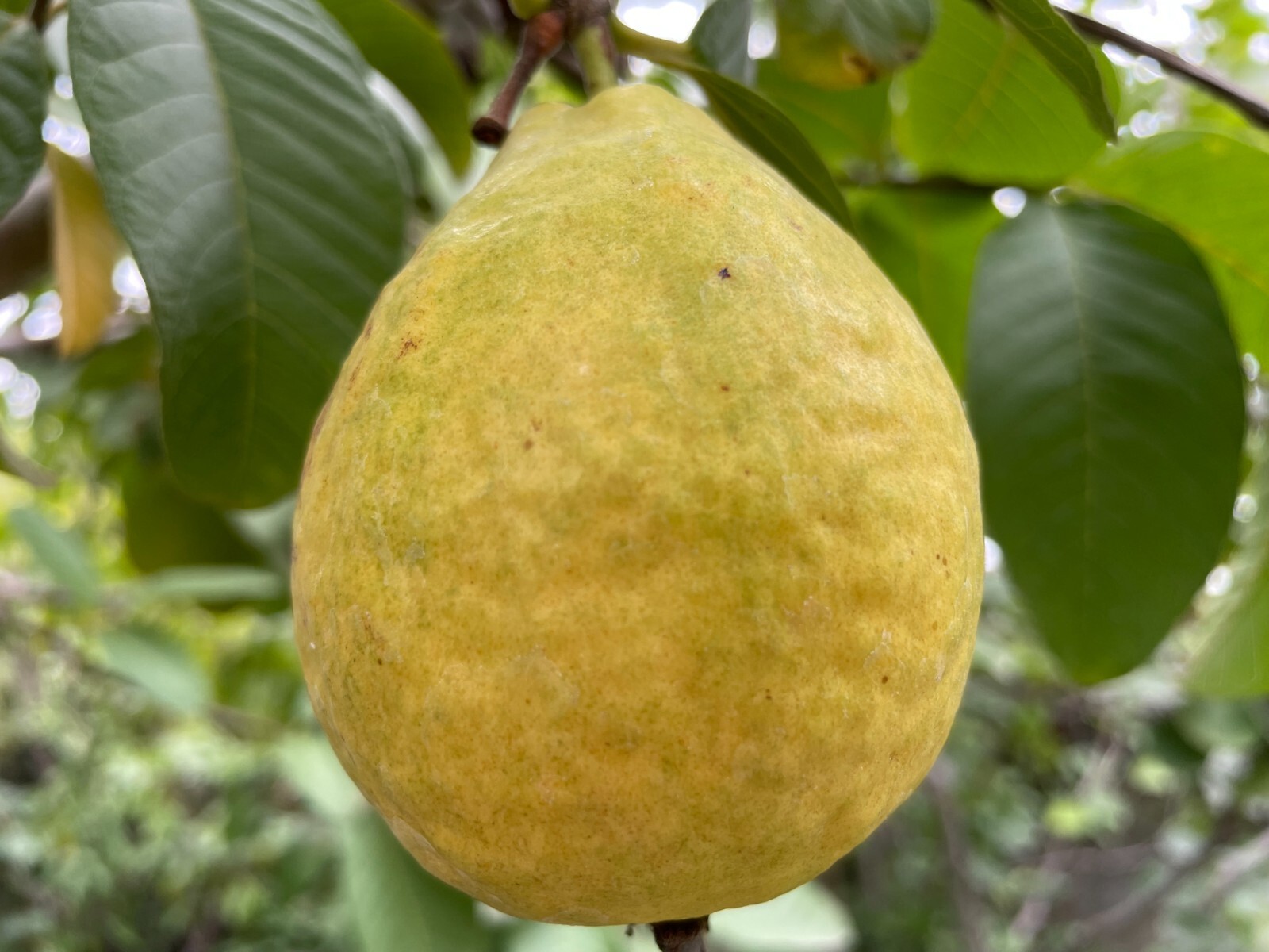 1 Sweet Ruby Supreme Big Fruit Guava Starter Tree, Psidium guajava Tree App 50″