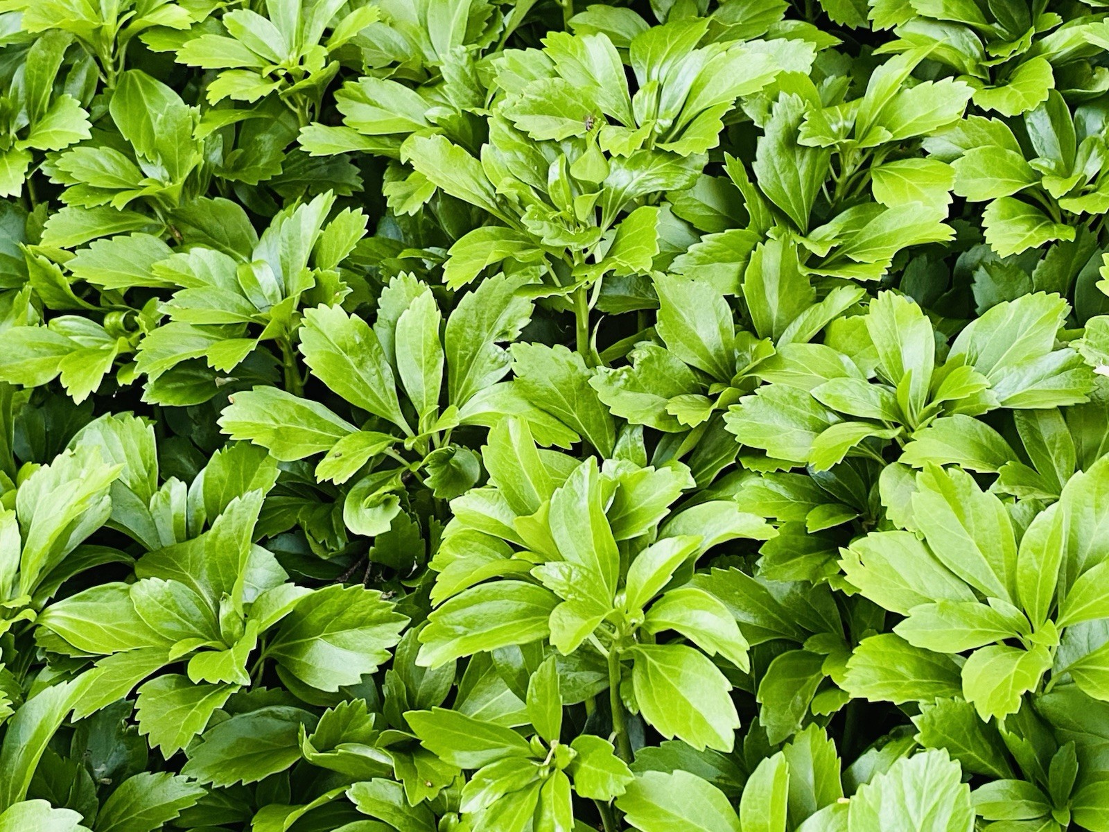 100 Japanese Pachysandra plants evergreen ground cover low maintenance
