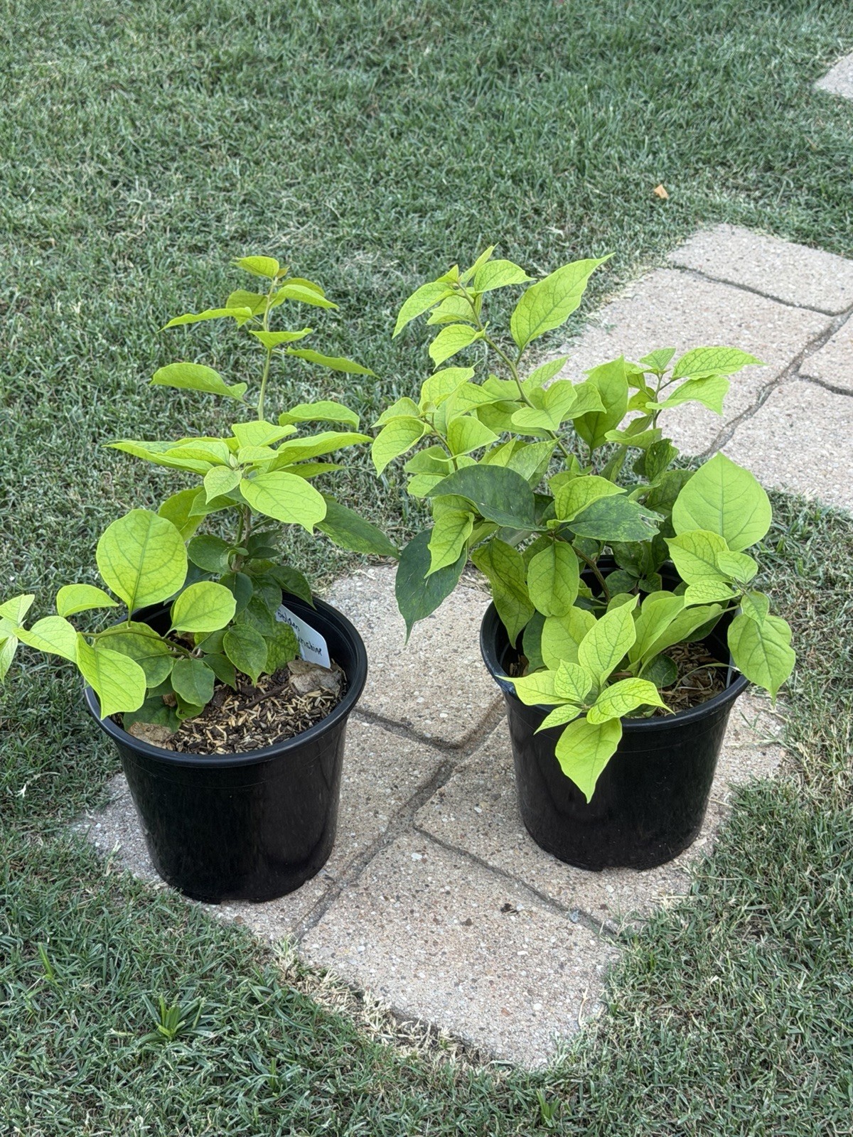 Golden Sunshine live rare bougainvillea.actual Plants.