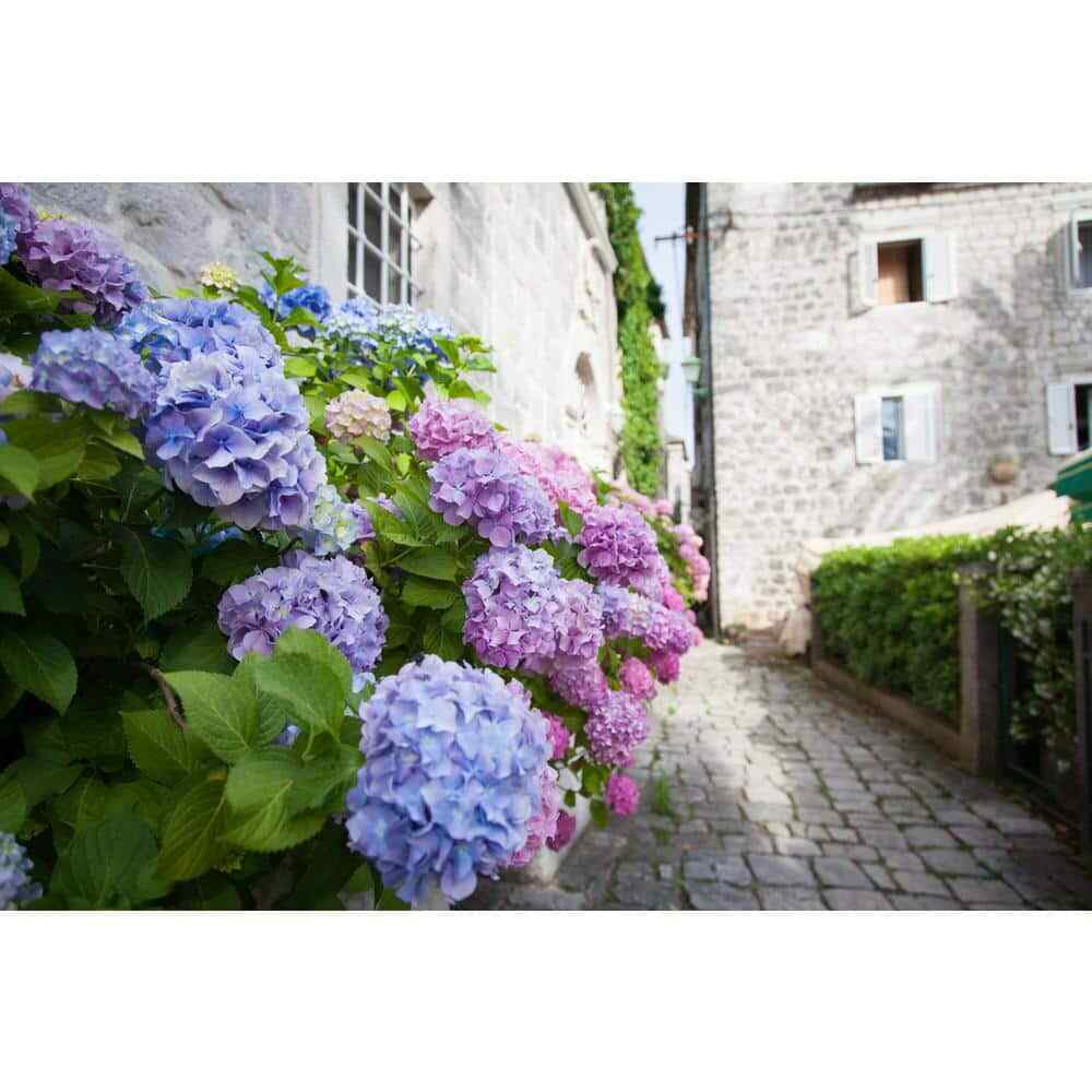 3 Gallon Bloomables L.A. Dreamin Hydrangea – Hydrangea ‘Lindsey Ann’