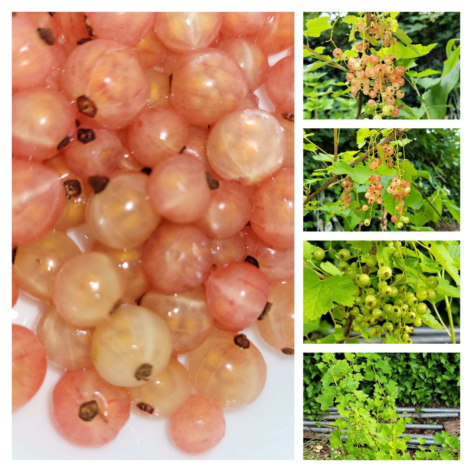 6 Pink Currant Gloire de Sablons Fresh Cuttings Unrooted 6″-9″ Zones 3-8 Hardy
