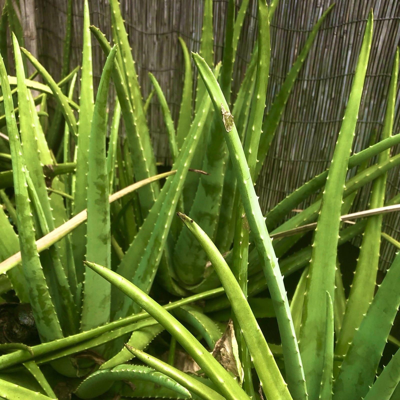 Live Aloe Vera Plant, Green Succulent, Outdoor Full Sun, Clumping, Vegetative