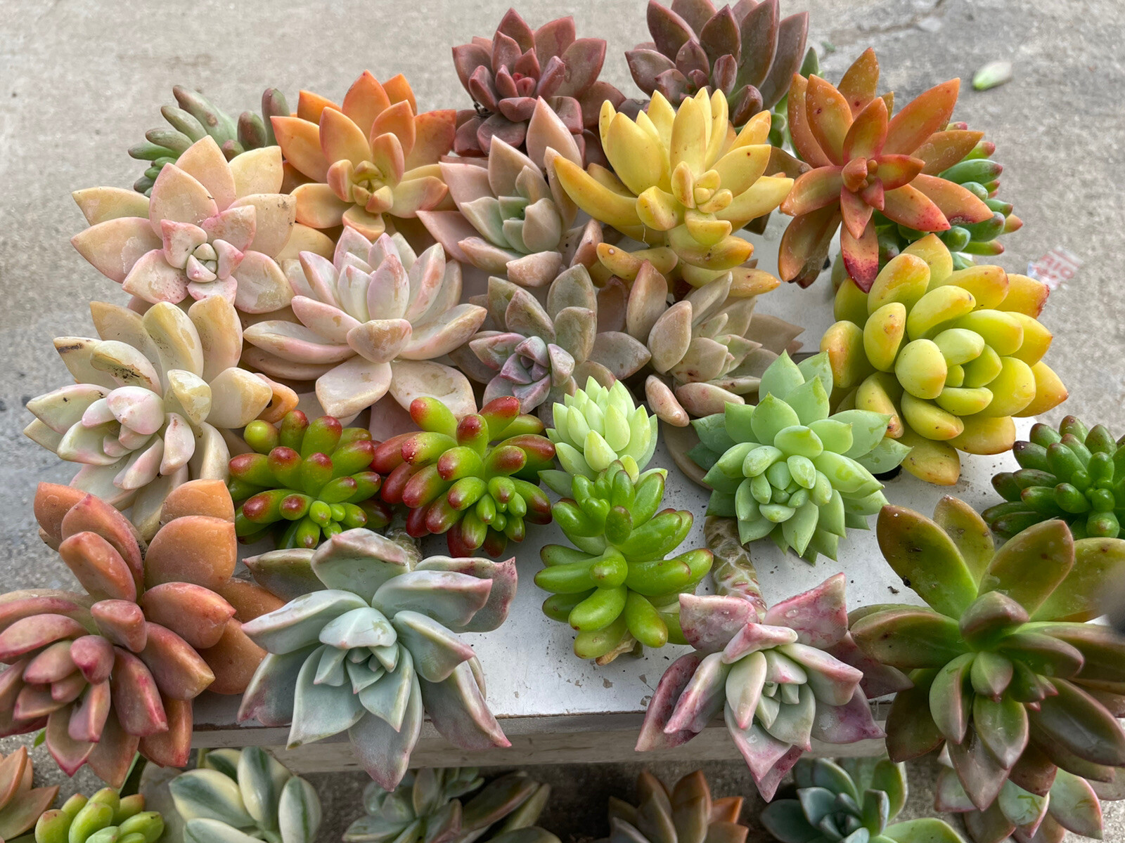 30 colorful cutting succulents (pink, Red,Yellow Orange, Burgundy, Pastel,green)