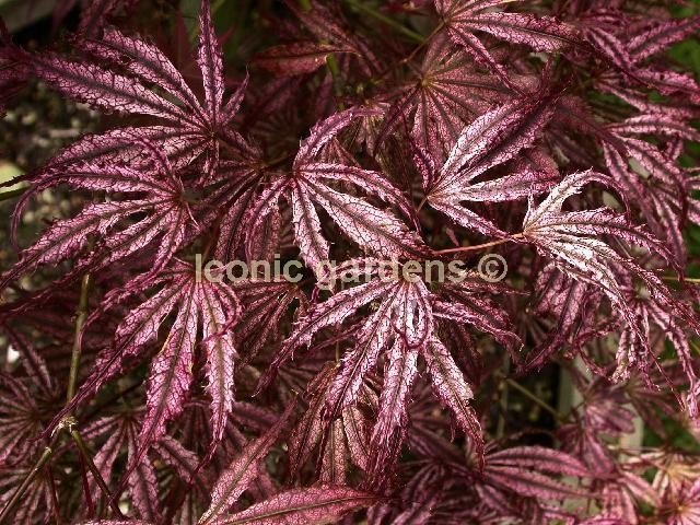Rare Japanese maple cultivar 8yr ‘Mikazuki’