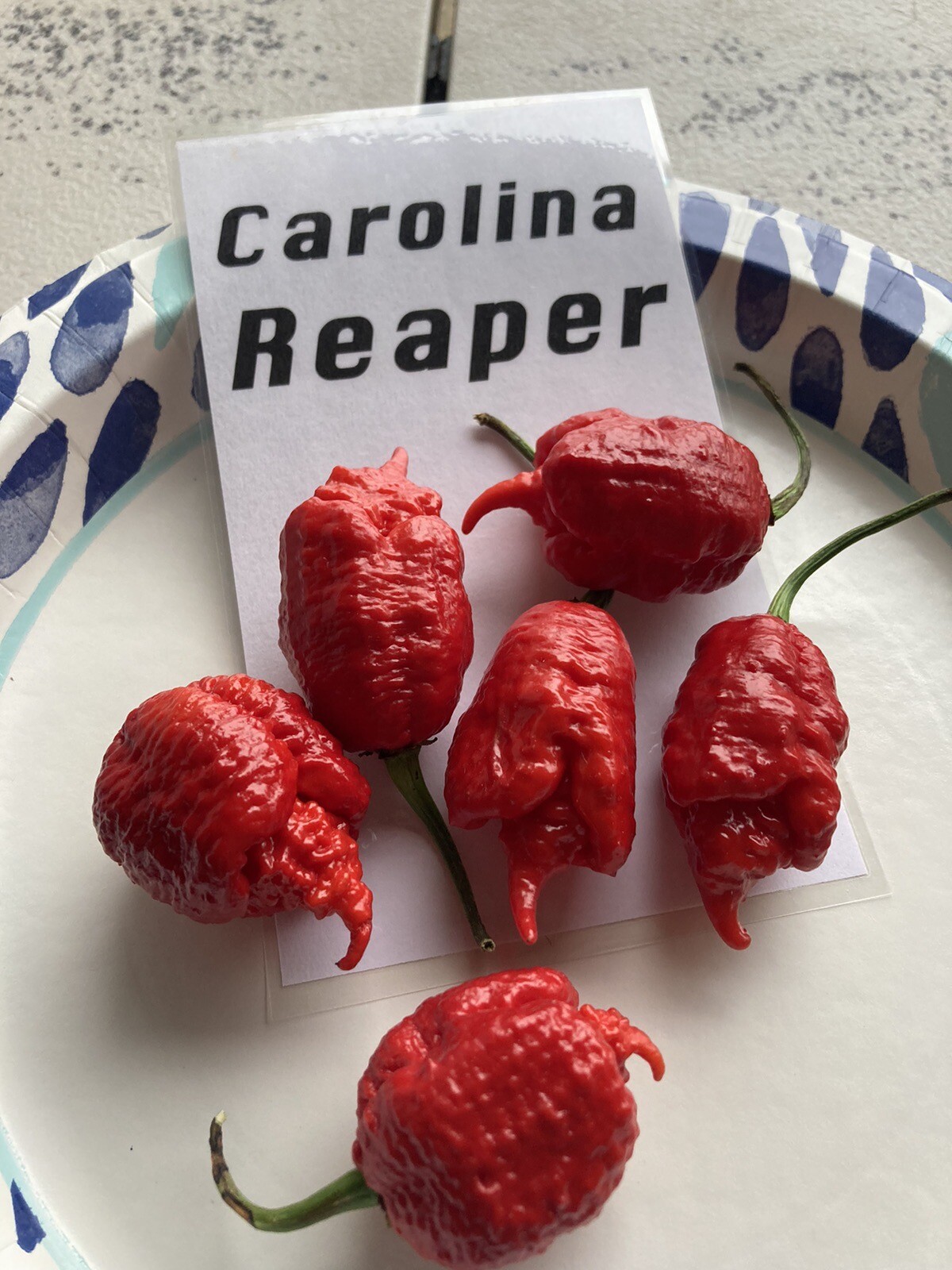 Carolina Reaper Hot Pepper Seeds 15+ Per Pack