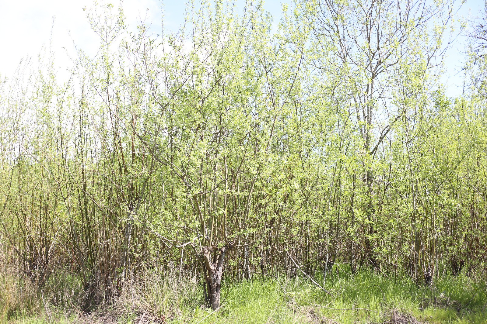 Pussy Willow (Salix) Cuttings – Fresh Spring Budding – Easy to Root
