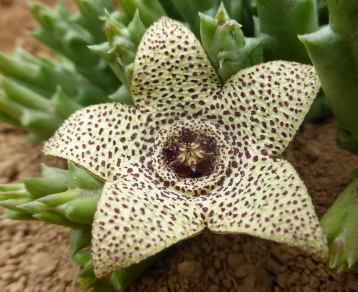Orbea Pulchella – Rooted in 3.5″ Pot – Rare – Carrion Flower