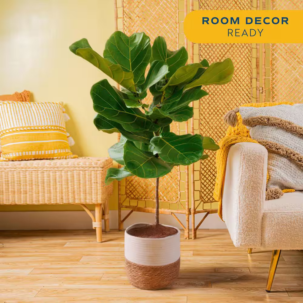 Ficus Lyrata Fiddle Leaf Fig Indoor Plant in 10 In. Decor Basket Planter, Averag