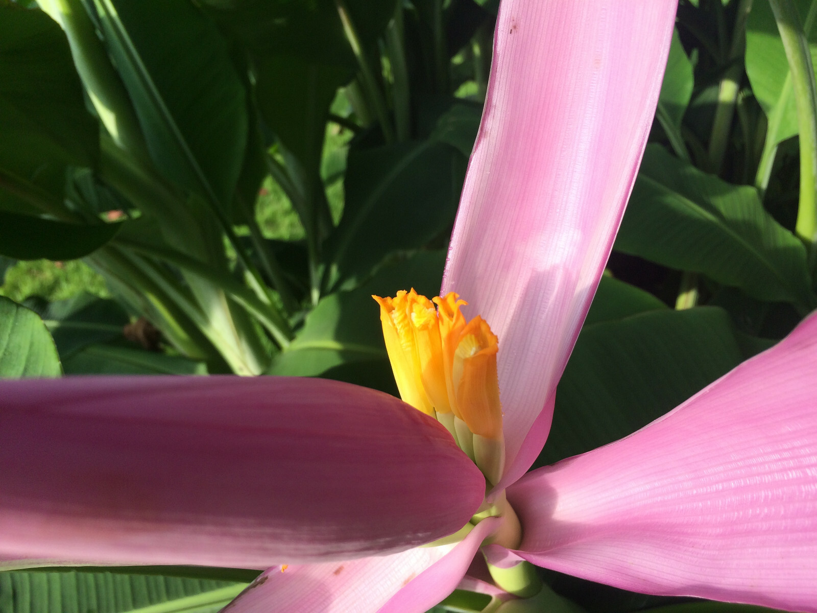 Winter Hardy North American Banana Tree -Beautiful,Fruiting,Homesteading,Organic