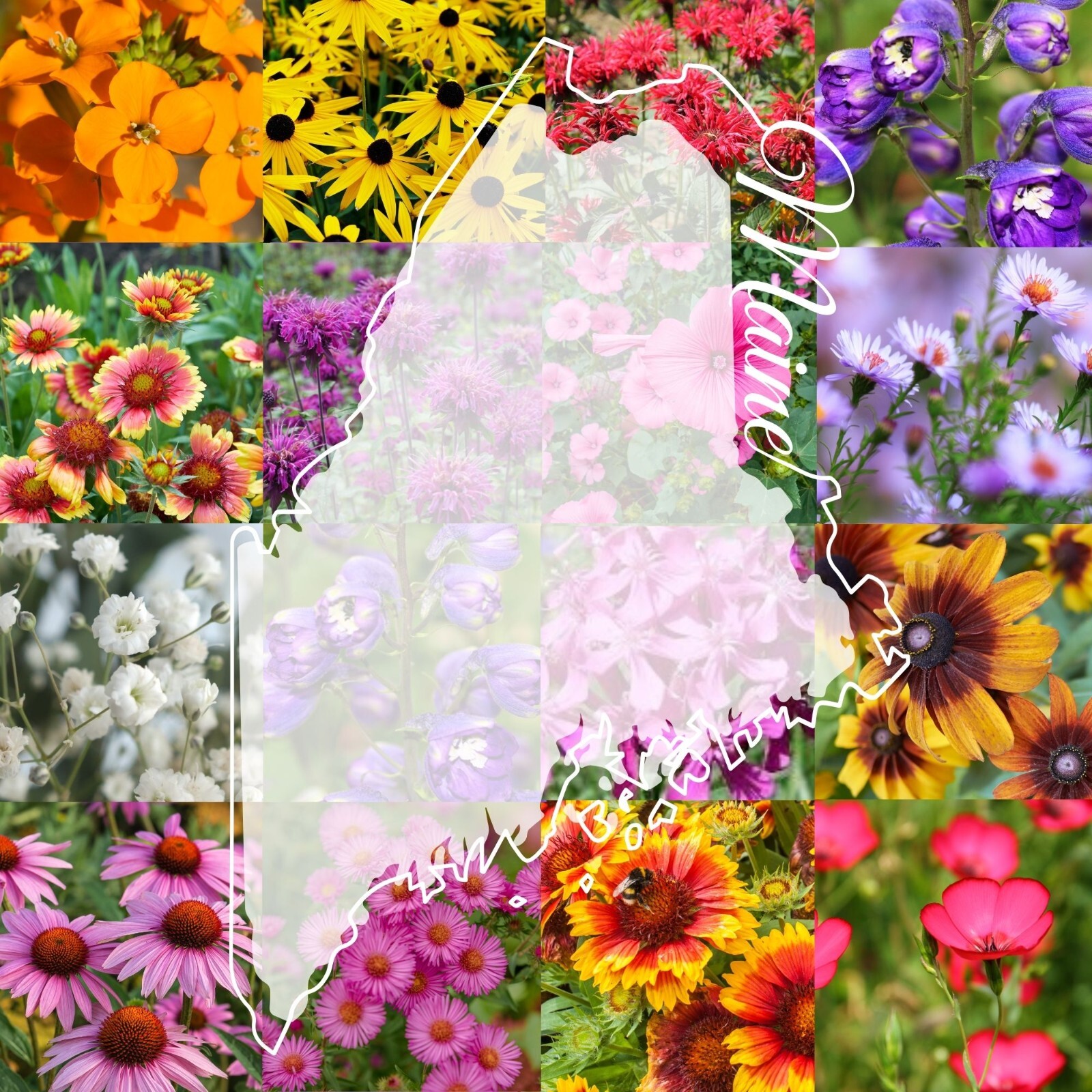 Maine Wildflower Seed Mix 1 lb Covers 2,000 Sq Ft Pollinator Garden Seeds