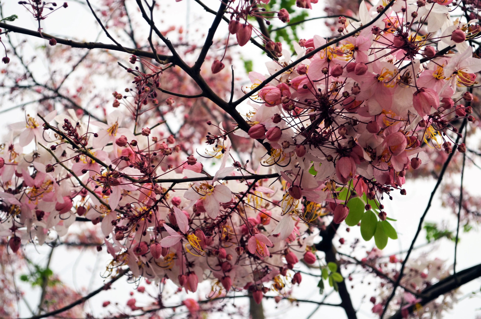 5 PINK SHOWER TREE Cassia Javanica Rainbow Apple Blossom Pink White Yellow Seeds