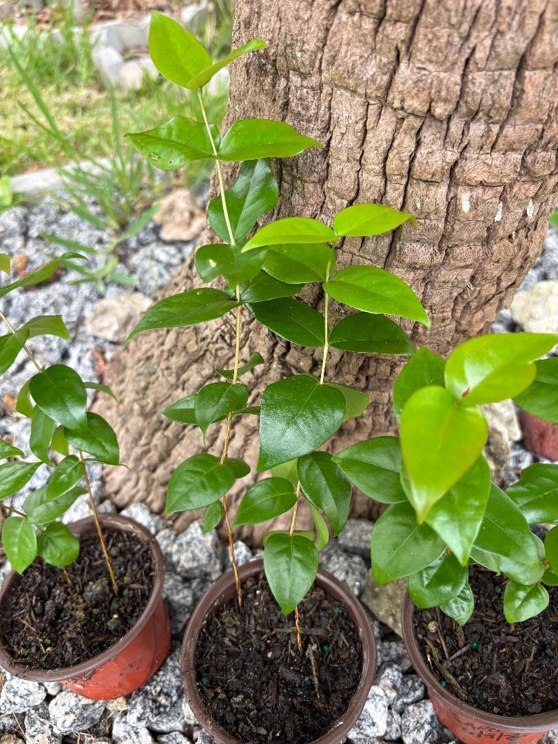 2 MO DOUBLE SURINAM BLACK CHERRY (EUGENIA UNIFLORA/LOLITA CULTIVAR) NOT GRAFTED