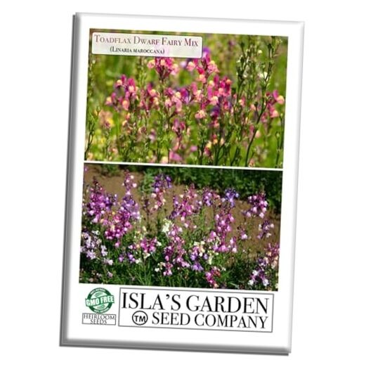 Toadflax Dwarf Fairy Bouquet Flower Seeds (Linaria maroccana) – 5000+ Non-GMO