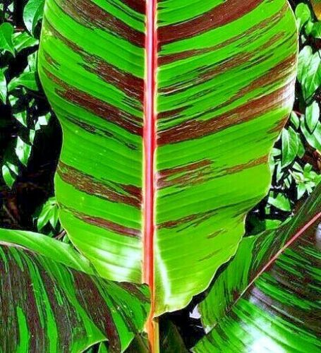 5 Red Tiger Darjeeling Banana Plant Tree Seeds (Musa sikkimensis) Hardy-Zone 5