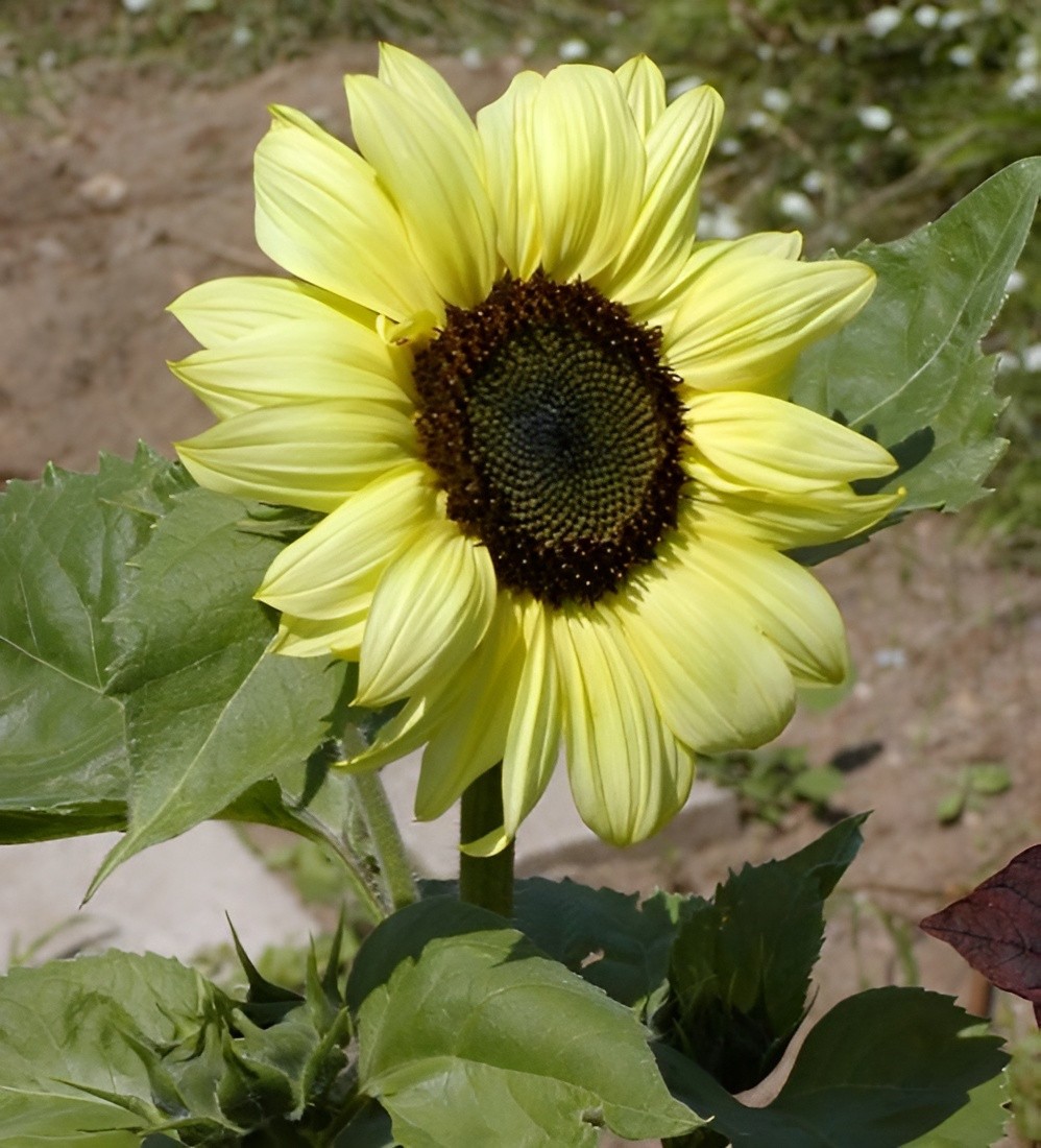 50 Lemon Queen Sunflower Seeds – Beautiful, Heirloom, Stunning Yellow Blooms