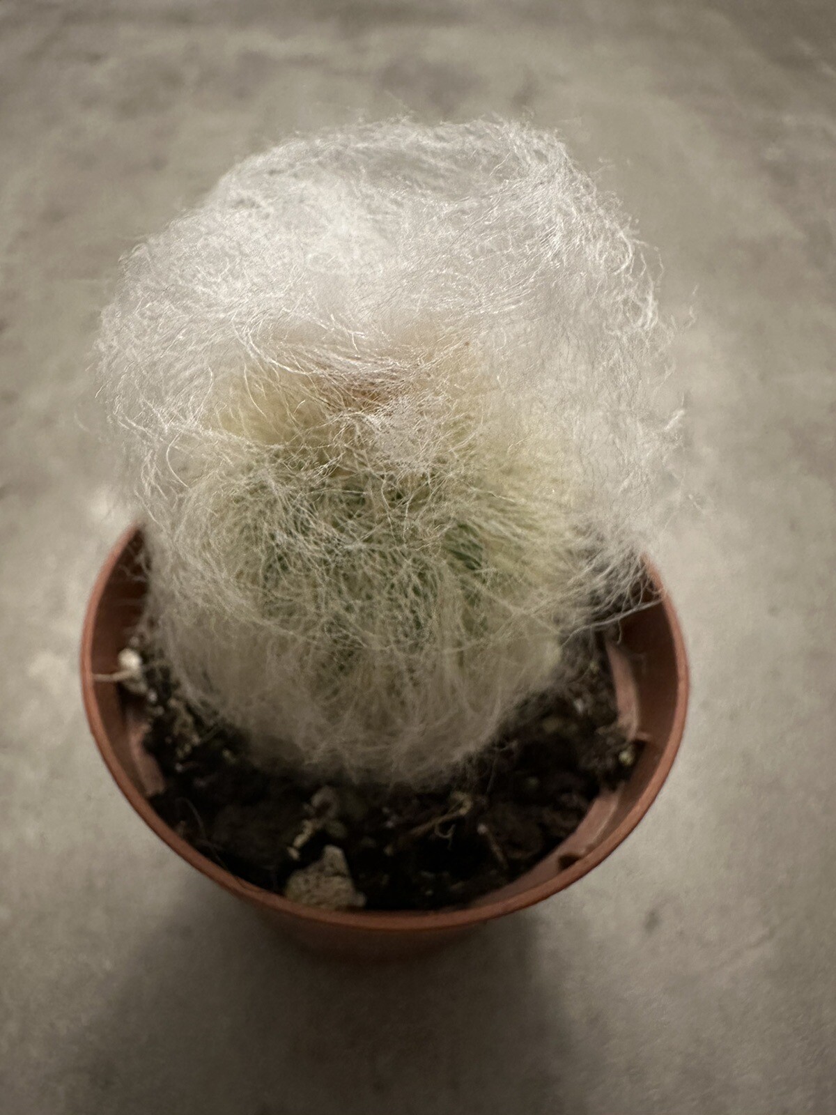 🌵🌵🌵Cactus Plant 2-3 Inches, Soft White Thorn Cactus 🇺🇸USA Seller