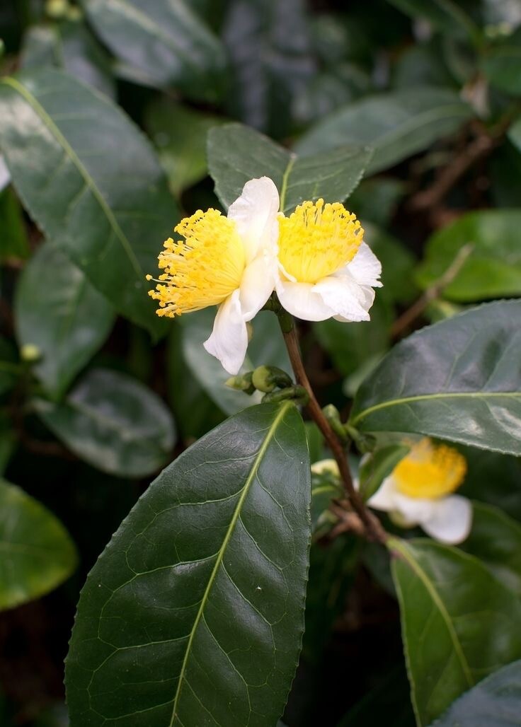 Tea Plant | Camellia sinensis | Black, Oolong, Green Tea with One Gallon Pot.