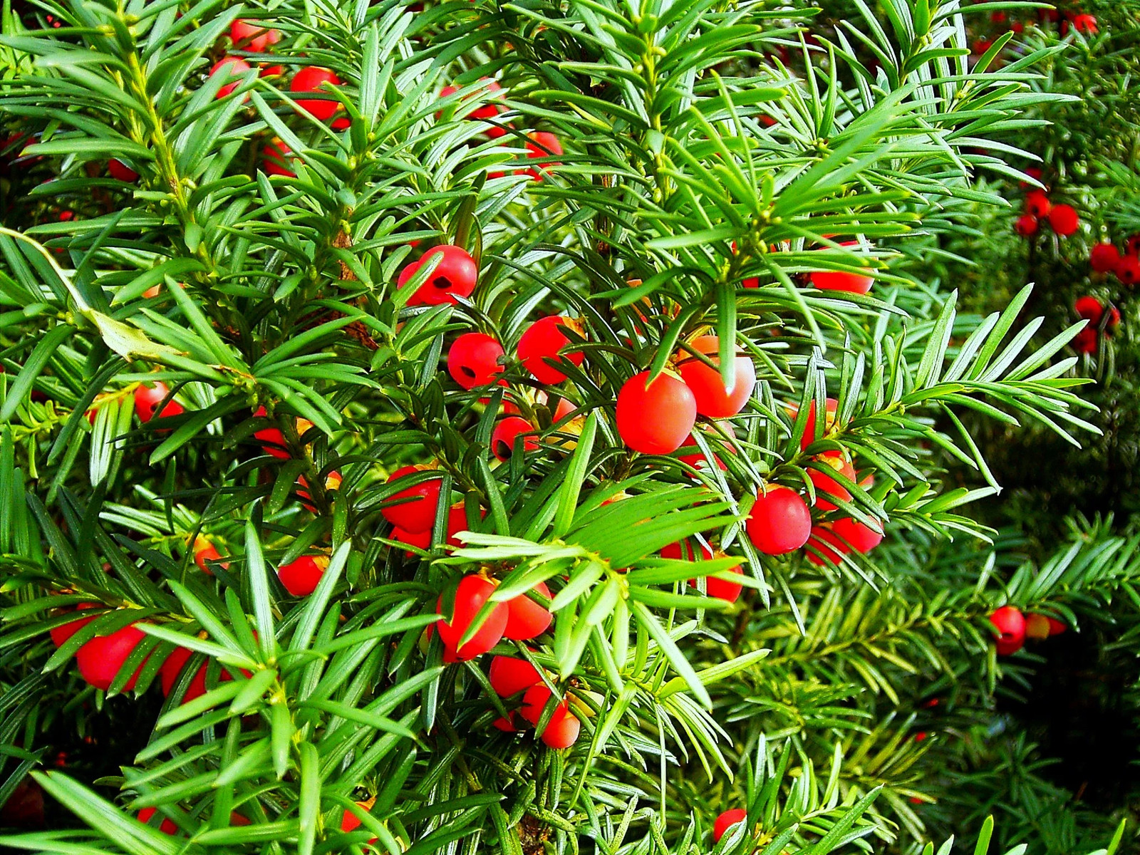 English Yew Seeds – For 2026 Planting Topiary Hedges Taxus Baccata Ornamental