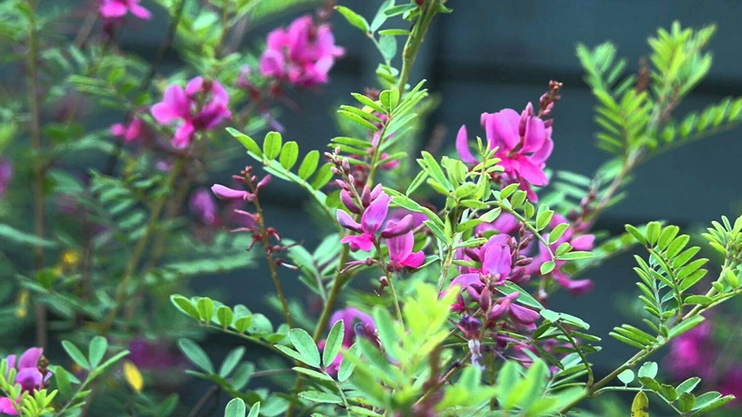 Indigofera tinctoria | Bengal or Madras or True Indigo | 100_Seeds