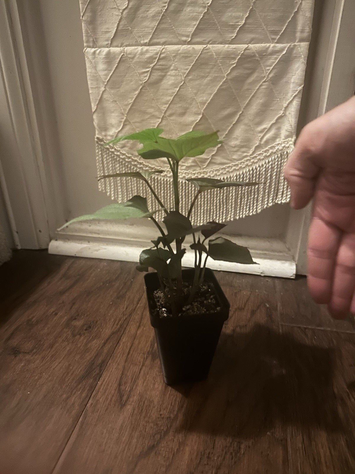 Potted Sweet Potato Plant – Red Garnet – Vining Type- Non GMO & Chemical Free