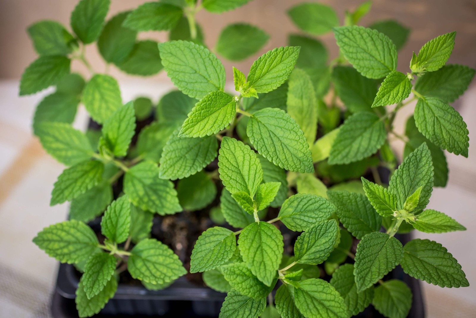 200 Lemon LEMONY CATNIP Nepeta Cataria Citrodoria Herb Flower Seeds