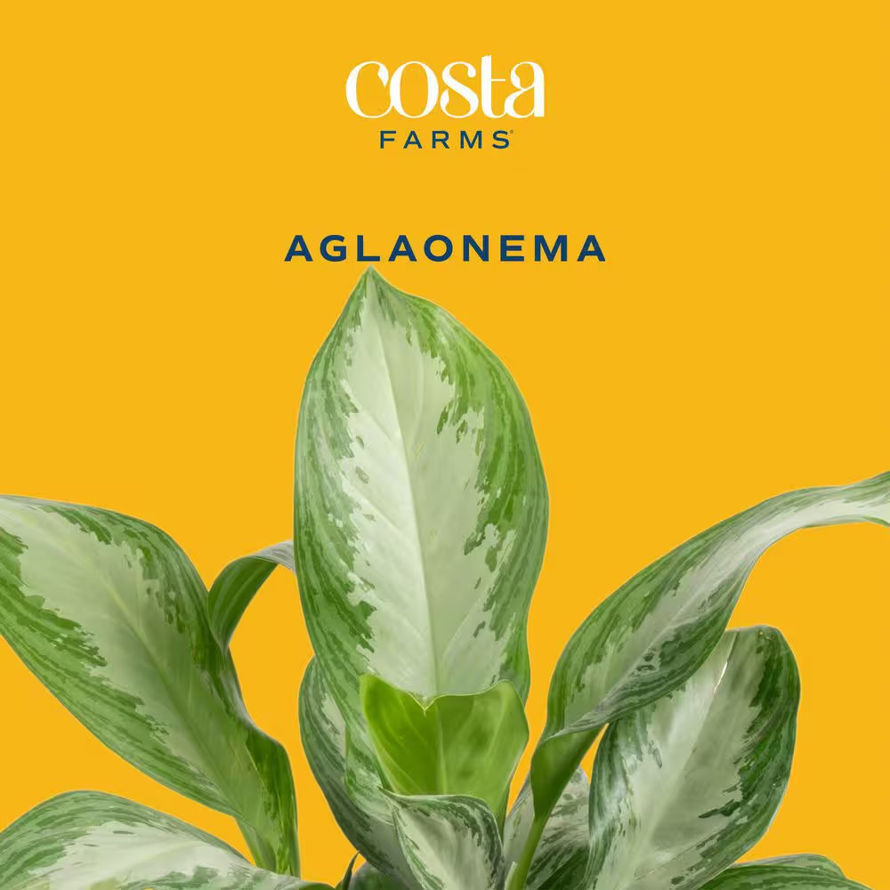 Aglaonema Creta Indoor Plant in 6 In. Grower Pot, Avg. Shipping Height 1-2 Ft. T
