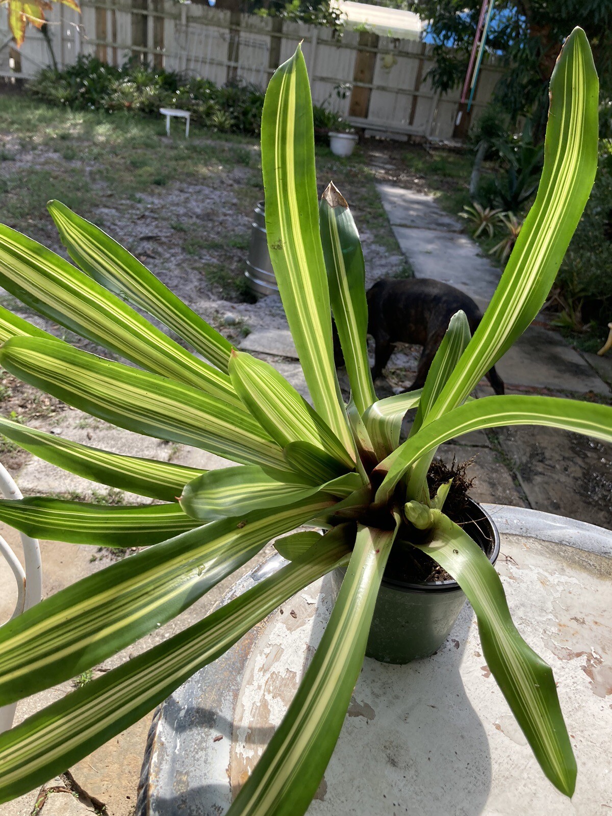 Neoregalia Carolinae Bromeliad Variegated Striated Rare Hint of Pink at base