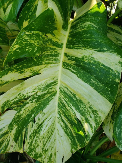 Giant Fenestrated Golden Queen Hawaiian Pothos – Aerial Roots Node Segment