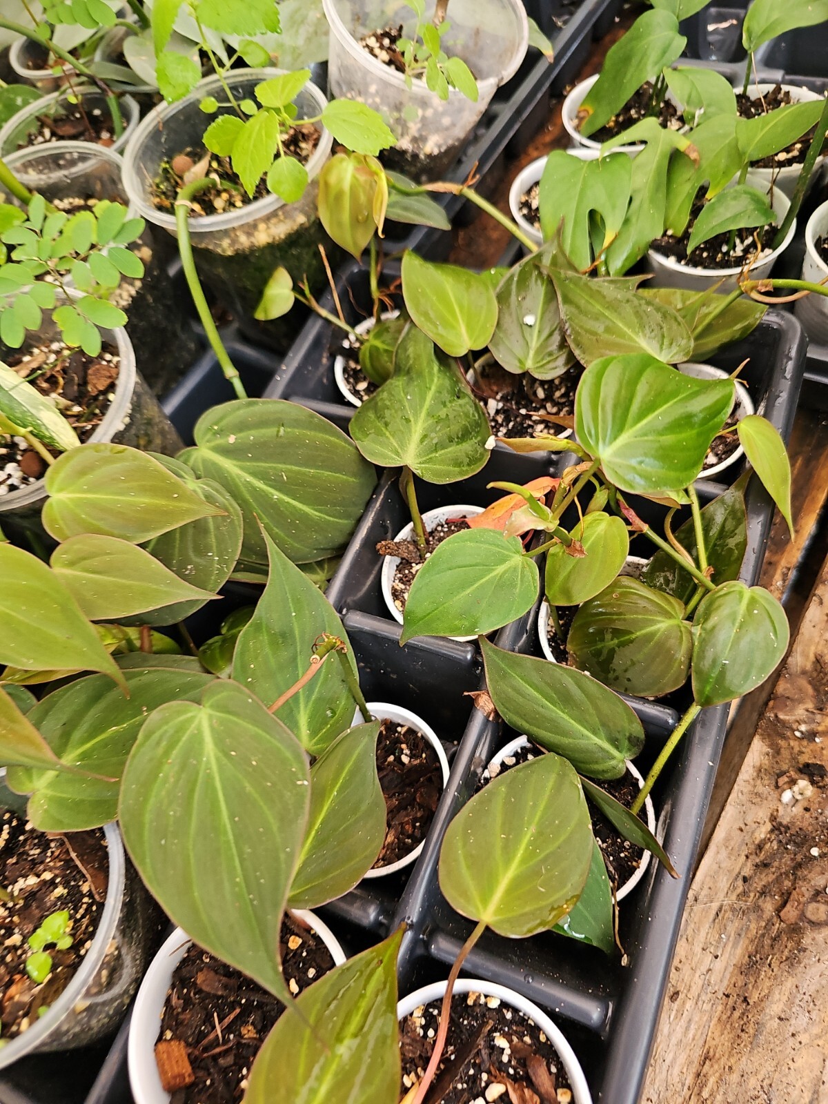 Philodendron Micans Live Plant 2 inch Pot Fully Rooted