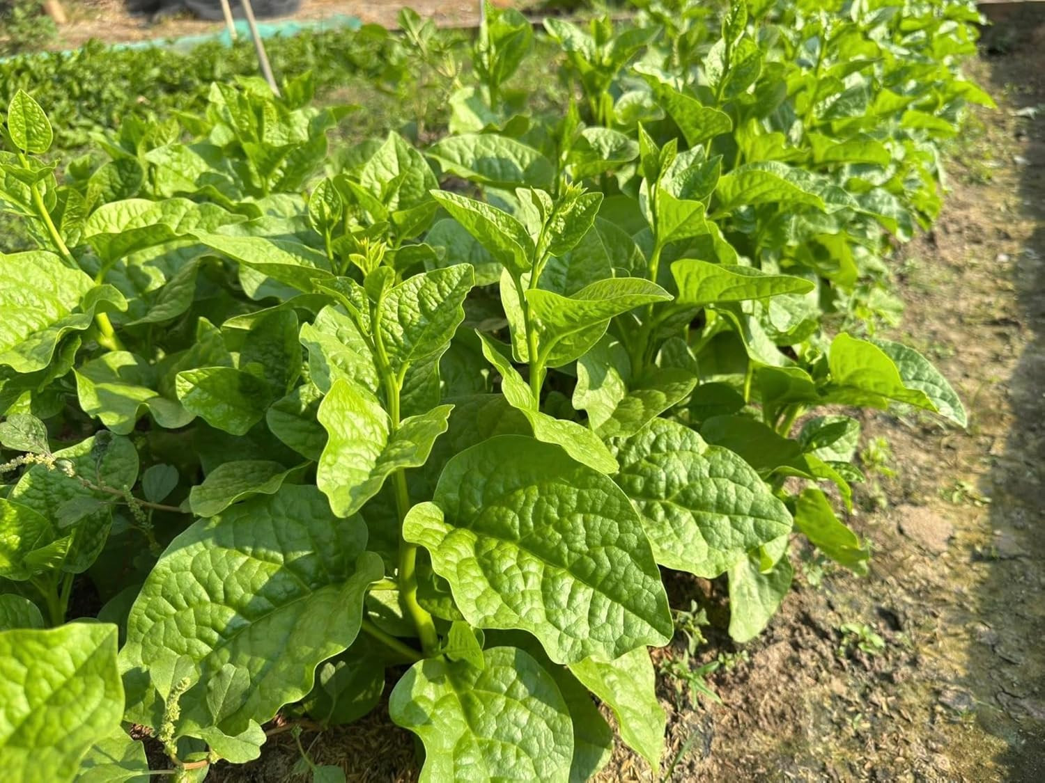 100+ Organic Malabar Spinach Seeds – Rau Mồng Tơi – Basella Alba – Climbing Spin