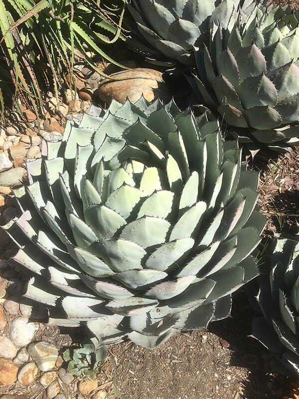 Agave parryi var. PARRYI 4-5″ GENUINE Round Artichoke Agave Live Plant Not Seeds