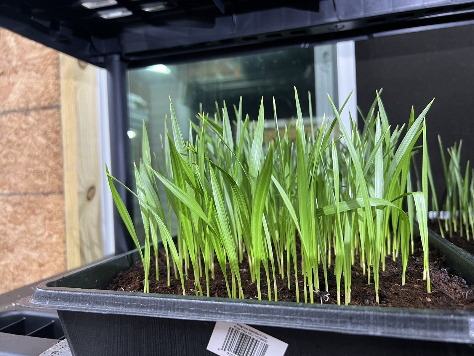 10 Mexican Fan Palm Tree Seedlings 5-8” Washingtonia Robusta