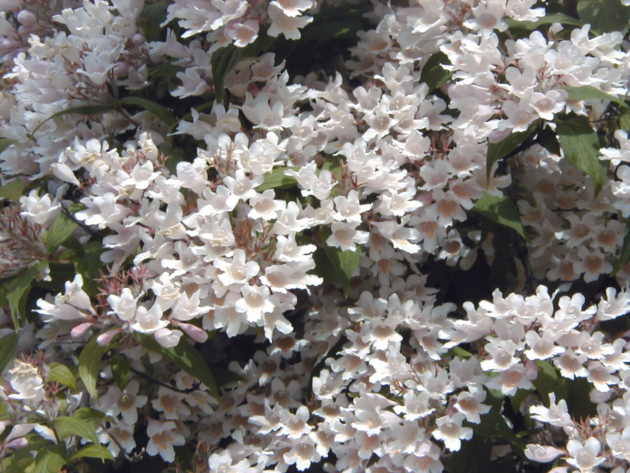 Beauty Bush, Kolkwitzia amabilis, Shrub Seeds (Showy, Hardy)