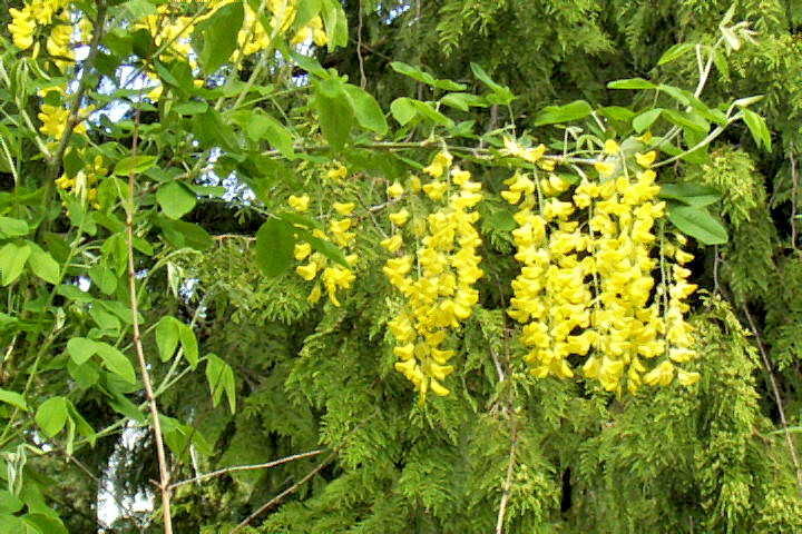 GOLDEN CHAIN TREE 50 SEEDS, HARDY, FAST GROWING TREE. LABURNUM ANAGYROIDES