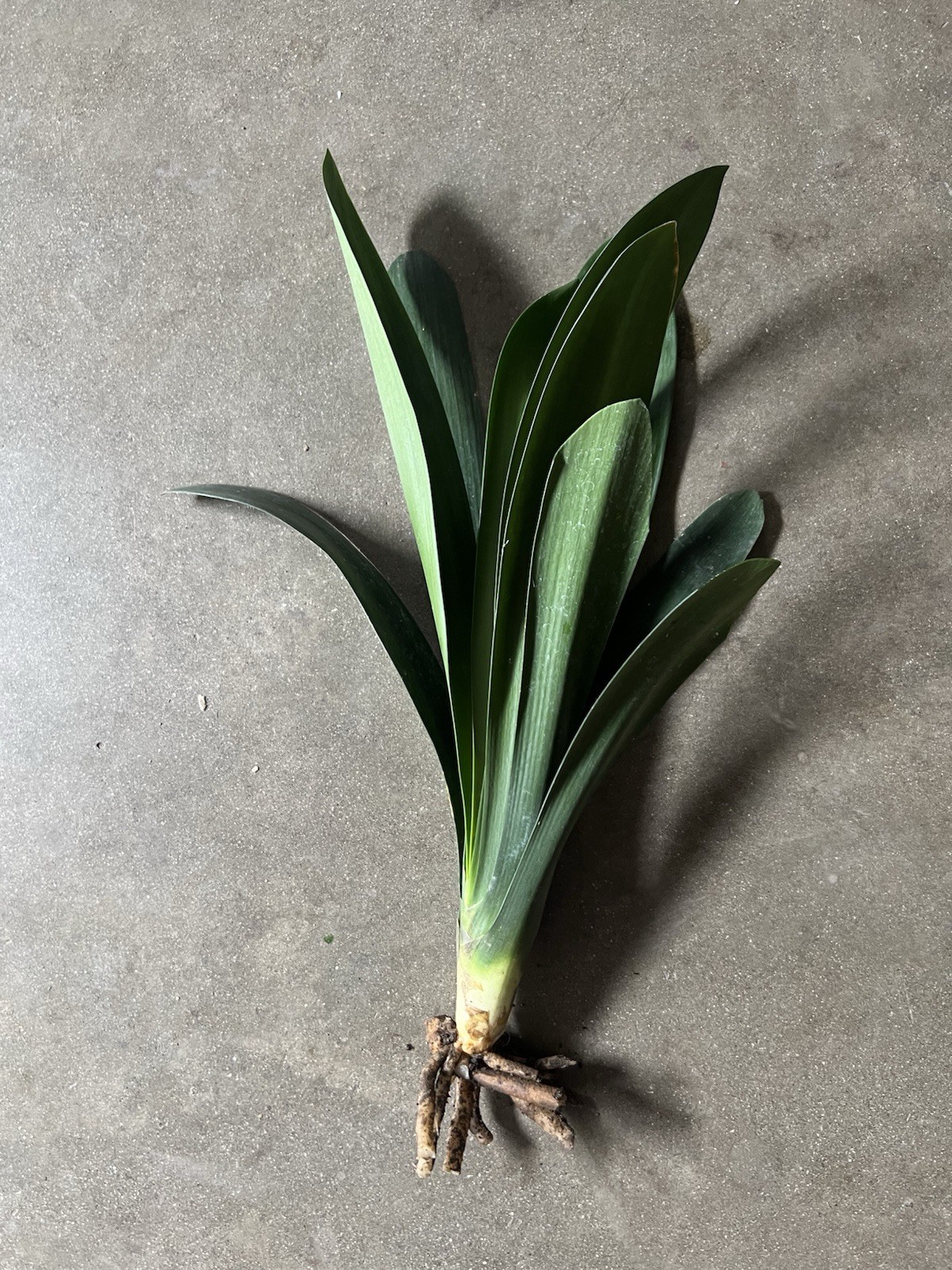 1 Clivia Miniata Bush Lily 10 Leaves Live Plant Orange Ready To Plant