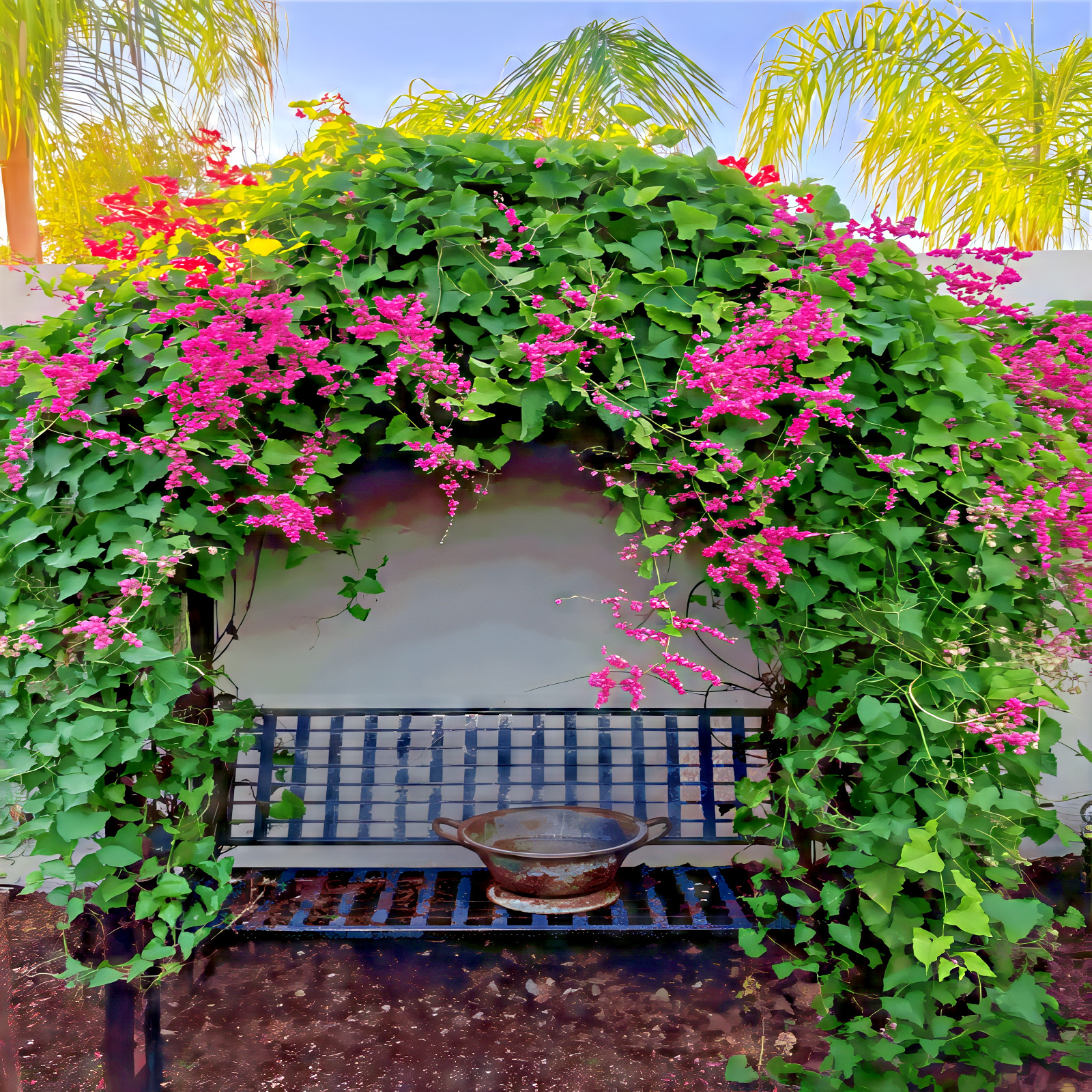 CORAL VINE SEEDS (Antigonon Leptopus) Mexican Creeper Chain of Love Pink Flower