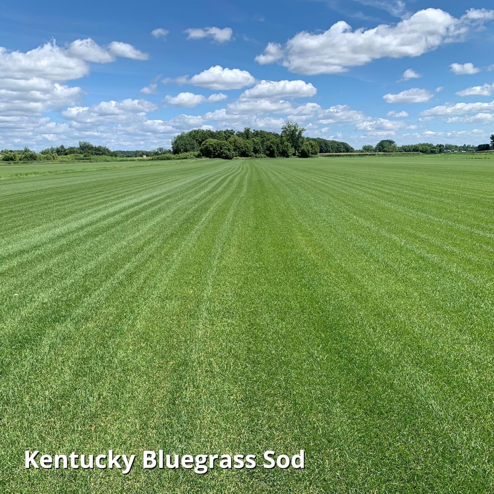 Jonathan Green (#11980) Blue Panther Kentucky Bluegrass Seed – 25lb bag