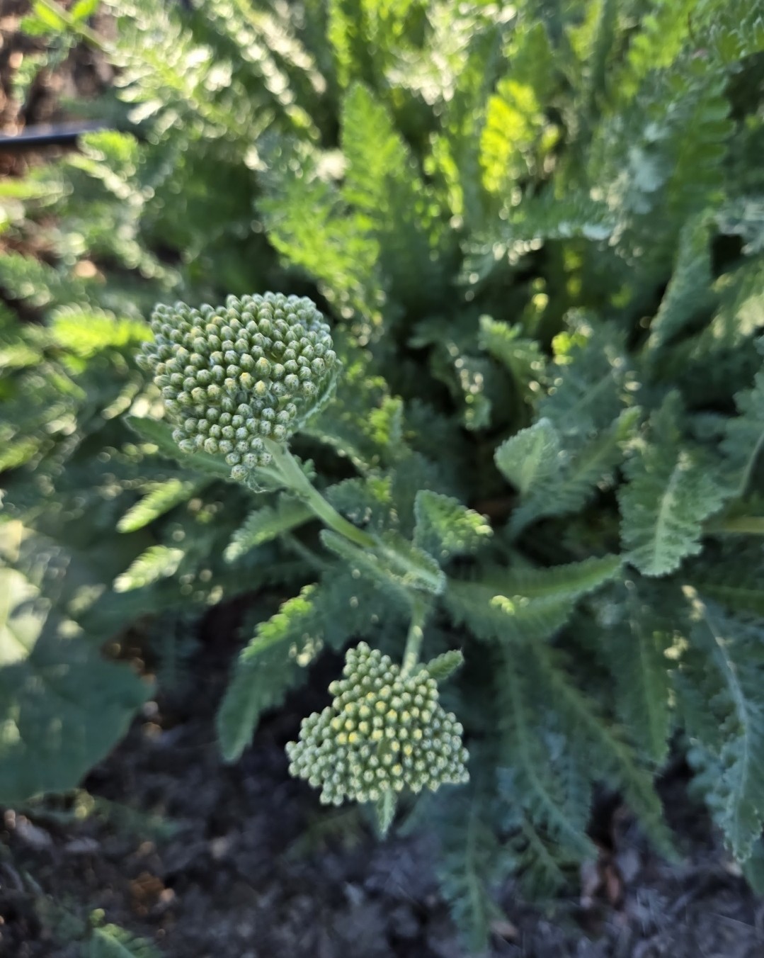 Live Moonshine Achillea Plant Yarrow Perennial Live Plant Medicinal Easy To Grow