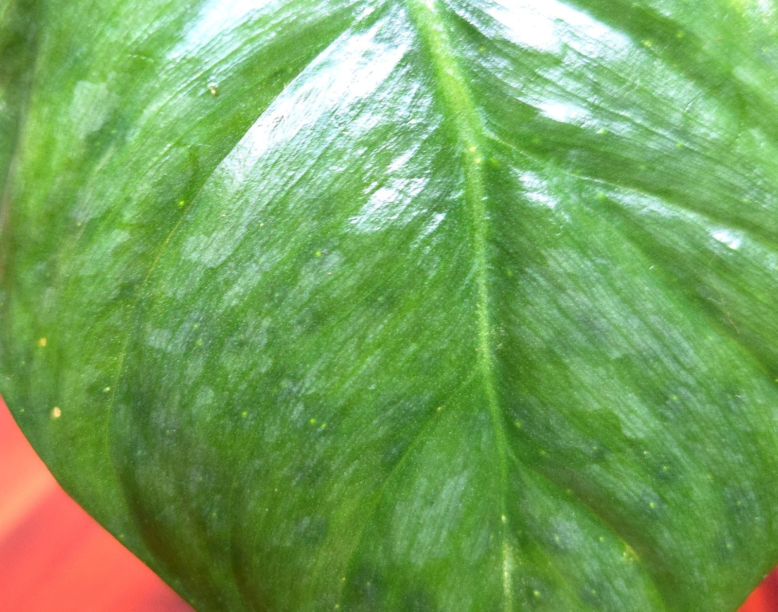 Rare Philodendron Sodiroi Aff X Verrucosum 21″ Tall Not Monstera Anthurium Aroid