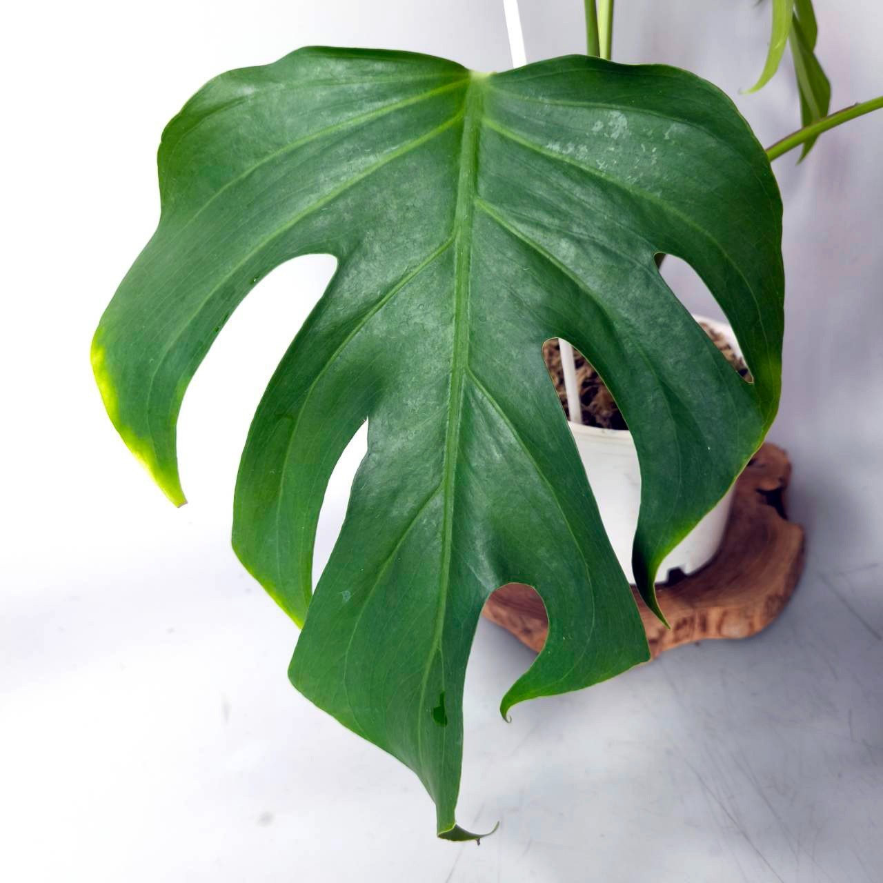 Monstera serrana Mexico form +++ Free Phytosanitary Certificate