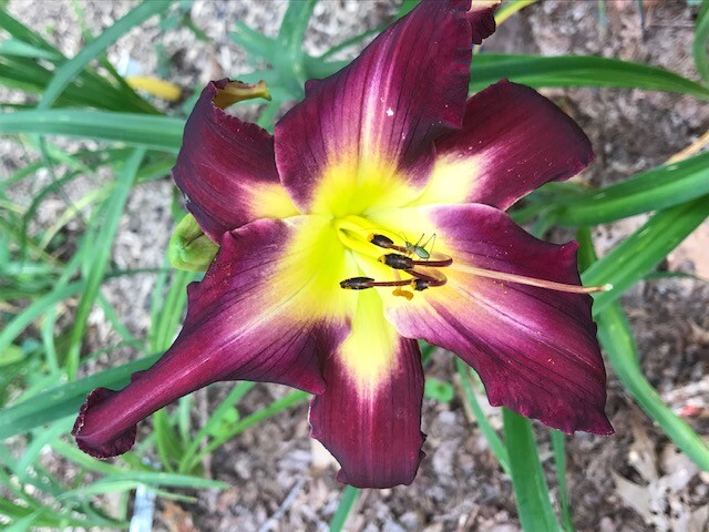 DAYLILY Seeds Mixed Hybrid Hardy