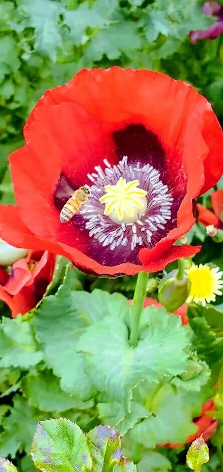 Mixed poppy seeds for flowers boquets -FREE SHIPPING USA (Int ship 1.60)