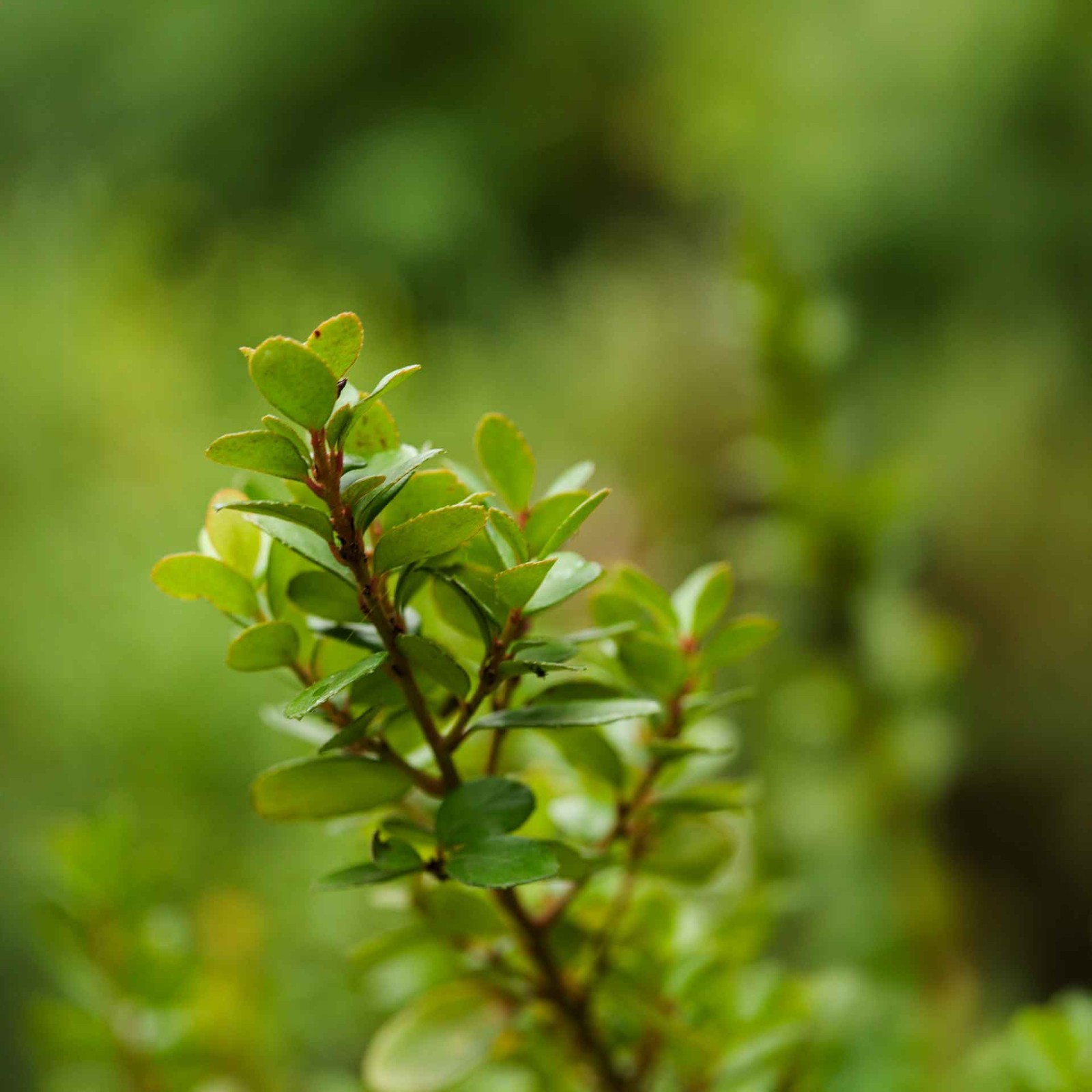 African Boxwood Myrsine (Myrsine africana) in 2.5” Nursery Cubes, Live Shrubs