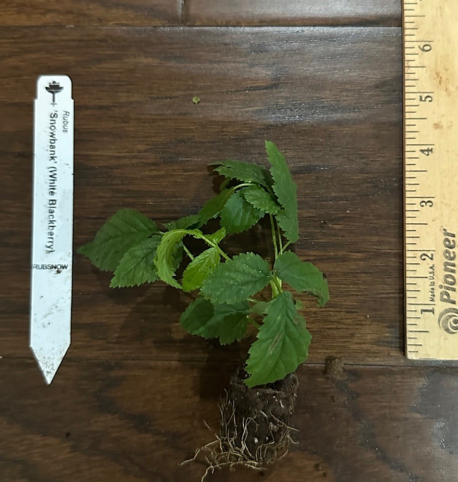 Snowbank White Blackberry – Floricane – 1 TC Plant/Plug – 2-4 in – Edible!