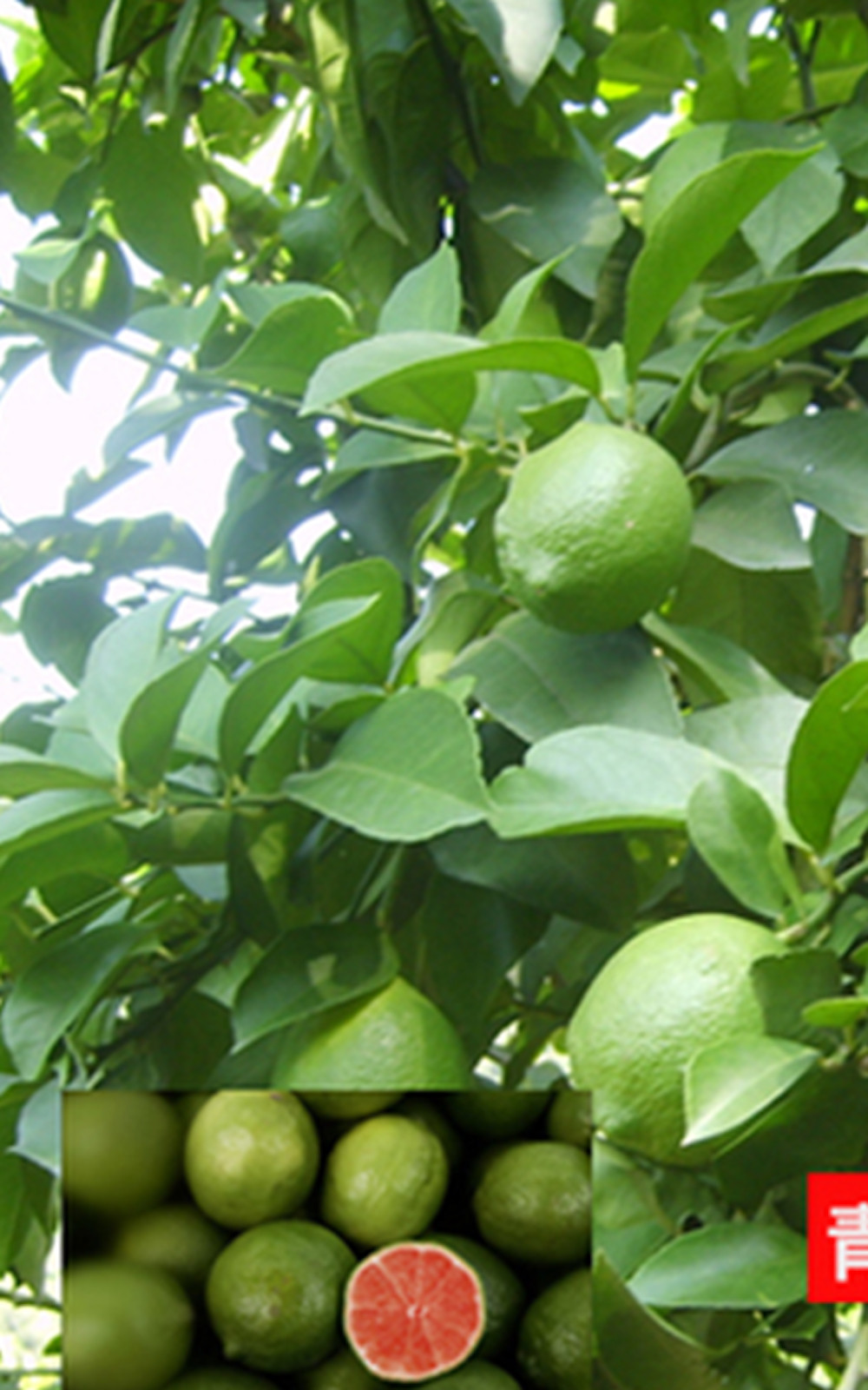 (10) LEMON/LIME SEEDS perennial garden bed citrus bush plant USA SELLER W/TRACK