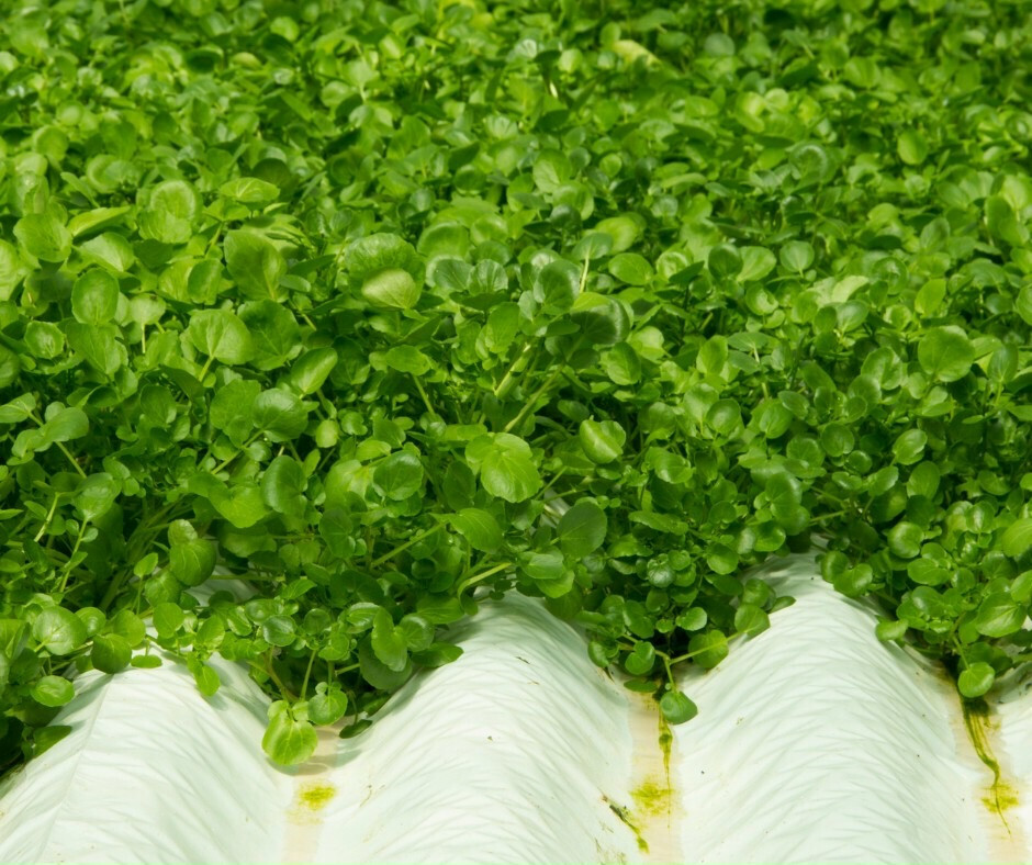 WATERCRESS CRESS SEEDS, HẠT XÀ LÁCH XOONG | NON-GMO | NEW SEEDS |