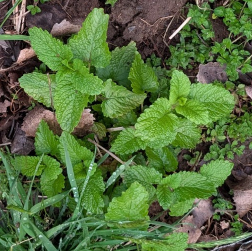 3 Fresh Lemon Balm Plants Easy to Grow – They Grow Everywhere
