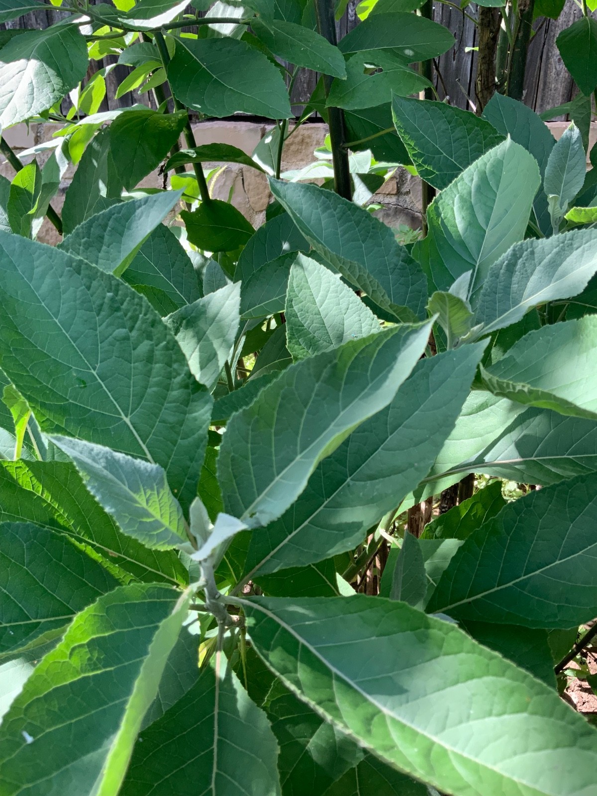Organic freshly plucked Bitter leaf (Ewuro)