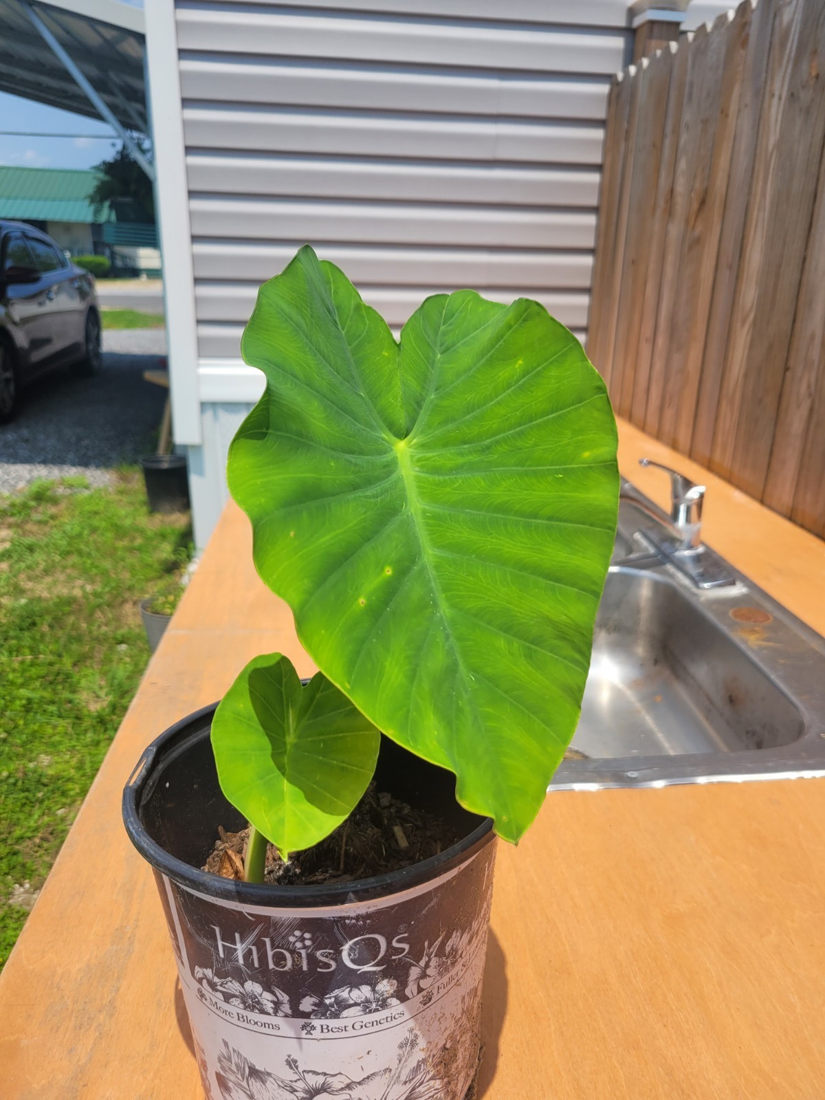 elephant ear plant